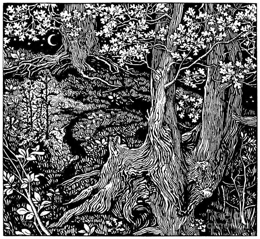 Study Of Trees - Mary J. Newill Digital Art by Whitemay