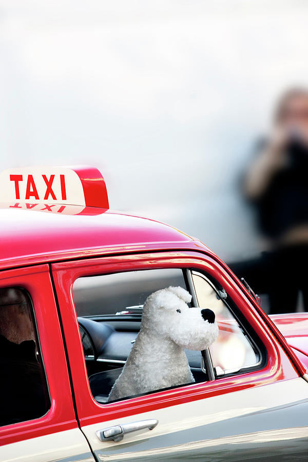 Stuffed Animal In Taxi Digital Art by Massimo Ripani
