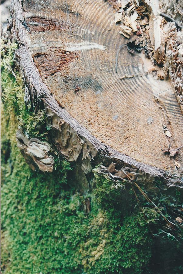 Stump Photograph by Lois Tomaszewski