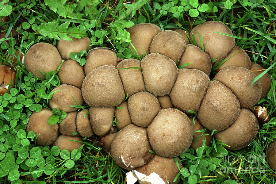 Brown Puff Balls Mushrooms Photograph by D Hackett - Pixels
