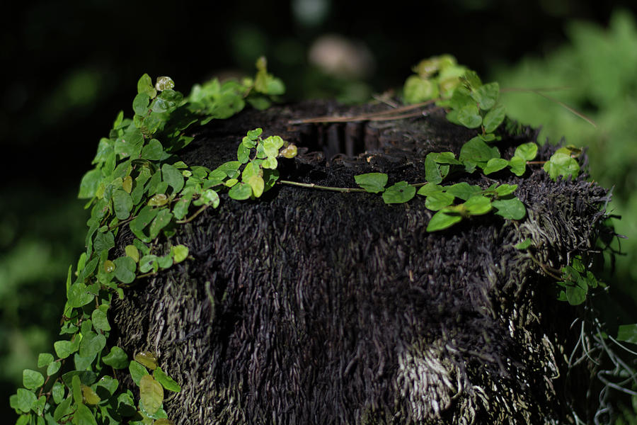 Stump Photograph - Stump With Green Vine by John Rowley Stump Photograph - Stump With Green Vine by John Rowley