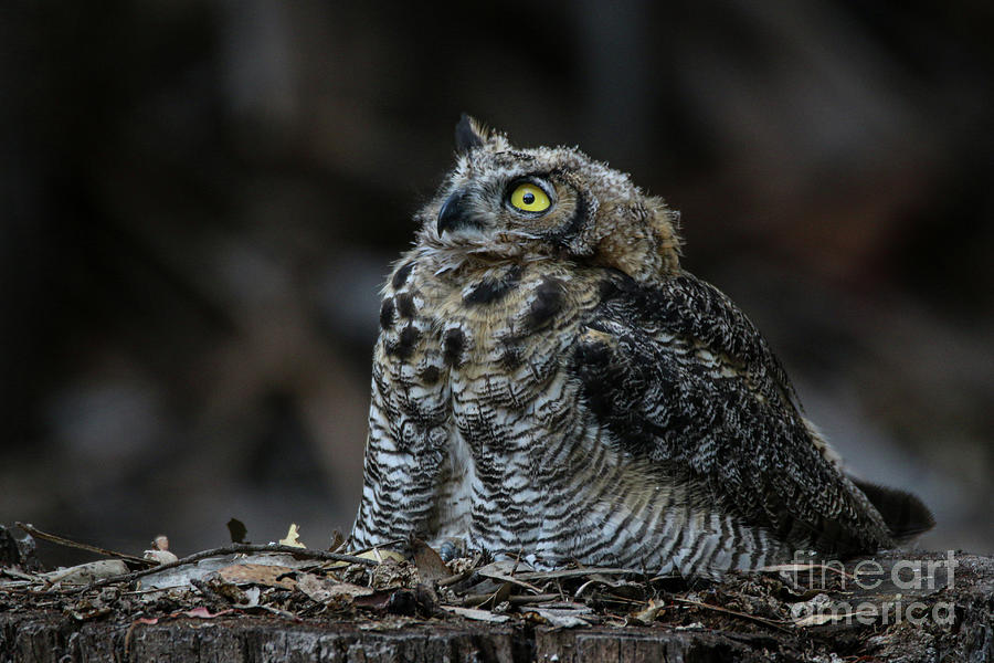Owl Photograph - Stumped 8938 by Craig Corwin