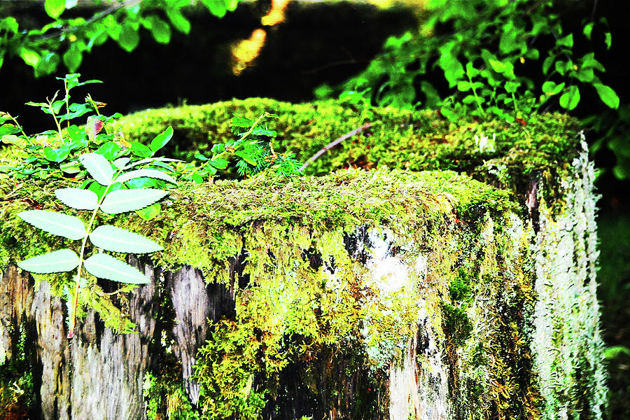 Stumped by Simone Hester Stumped by Simone Hester