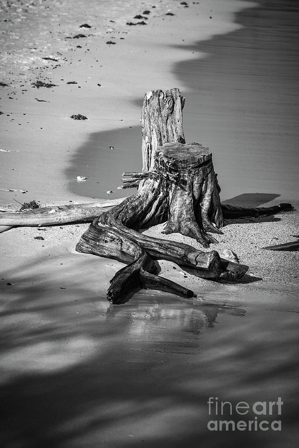 Aruba-stumps On The Beach B2 Photograph