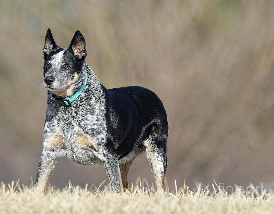 Stumpy tail cattle dog Photograph by Elizabeth Winter
