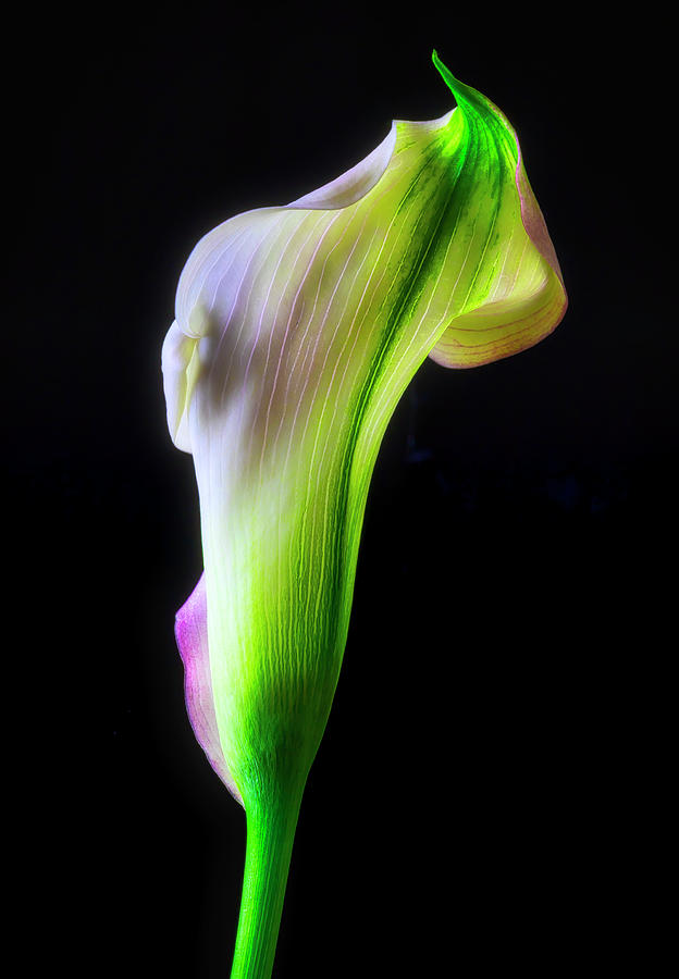 Stunning Amazing lily Photograph by Garry Gay