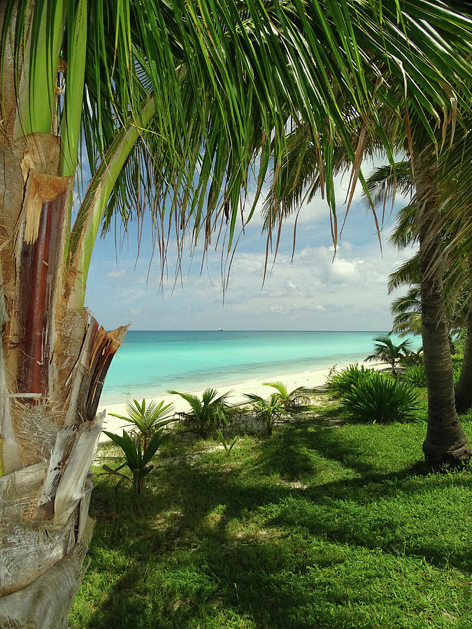 Inviting Bimini Beach Between 2 Palm Trees Photograph by Dan Podsobinski