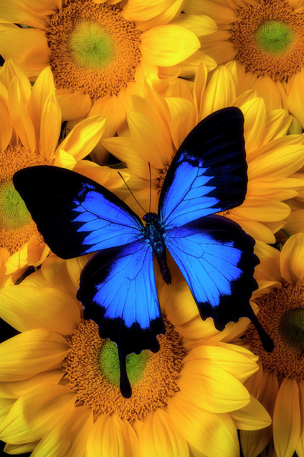 Stunning Blue Butterfly On Sunflowers Photograph by Garry Gay