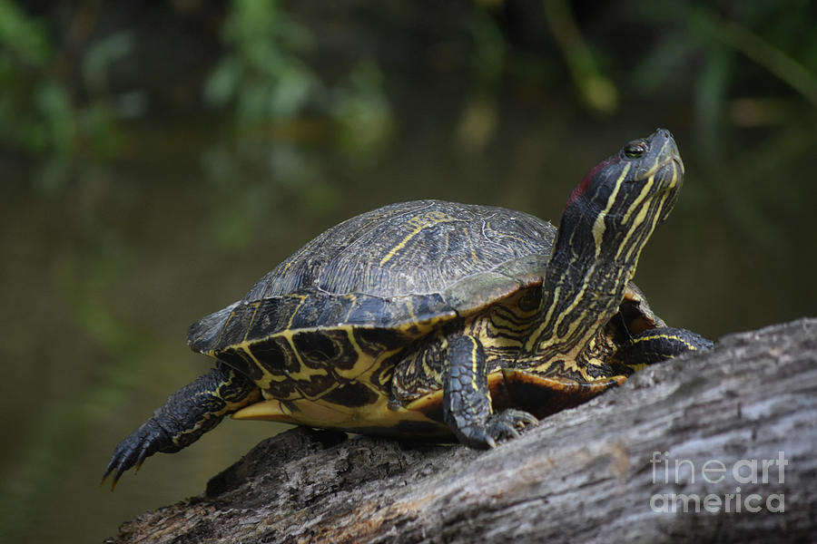 Stunning Capture of a Turtle Balanced on a Log Photograph by DejaVu ...