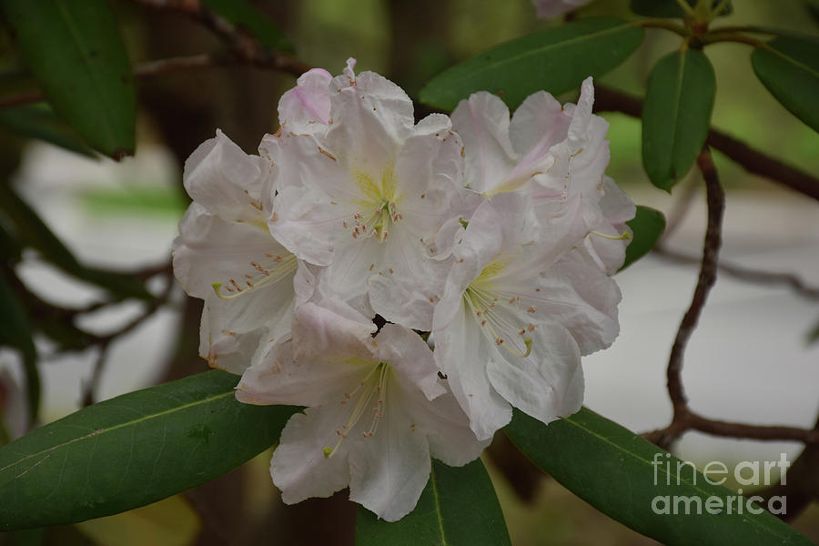Stunning Close Up Look at a Blooming White and Pale Pink Rhodode Photograph by DejaVu Designs