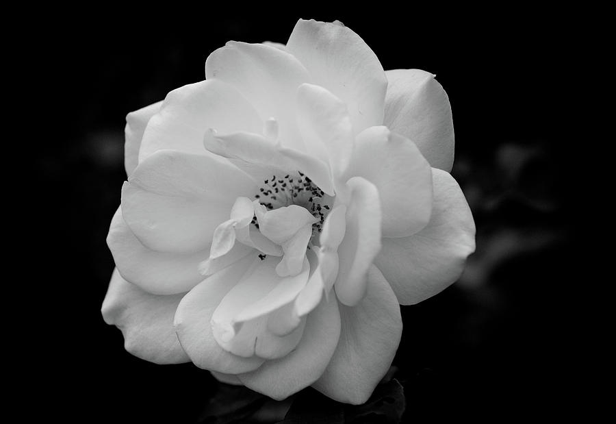 Stunning Contrast by Garvin Hunter Stunning Contrast by Garvin Hunter