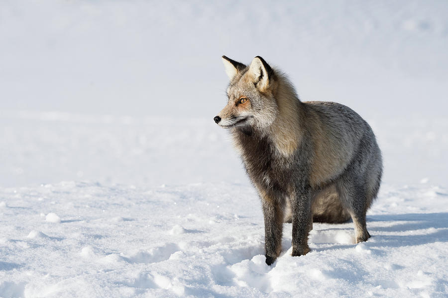 Stunning Cross Fox In Winter Photograph by Yeates Photography