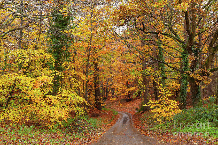 Stunning English autumn forest colours with path Photograph by Simon Bratt