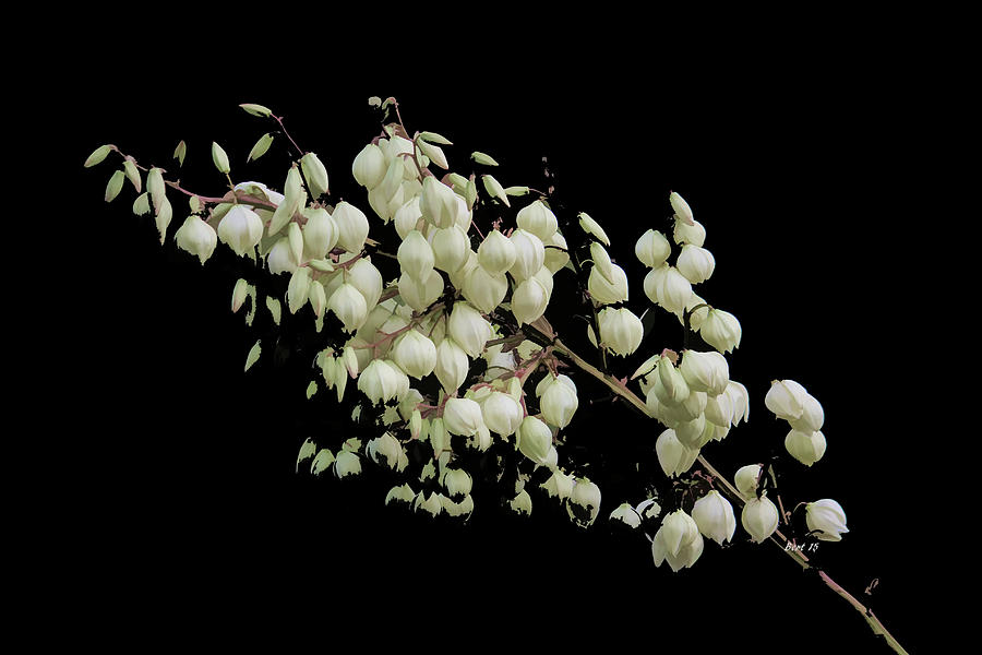 Stunning Floral Buds Photograph by Roberta Byram