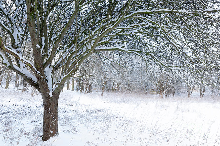 Stunning forest snow winter scene Photograph by Simon Bratt Photography LRPS
