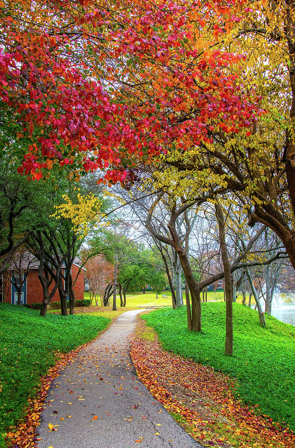 Stunning Path to Fall in Dallas Photograph by Lynn Bauer