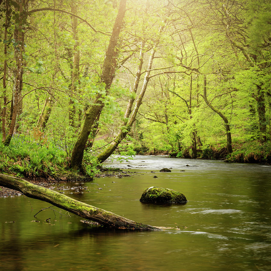 Spring Photograph - Stunning peaceful Spring landscape image of River Teign flowing  by Matthew Gibson