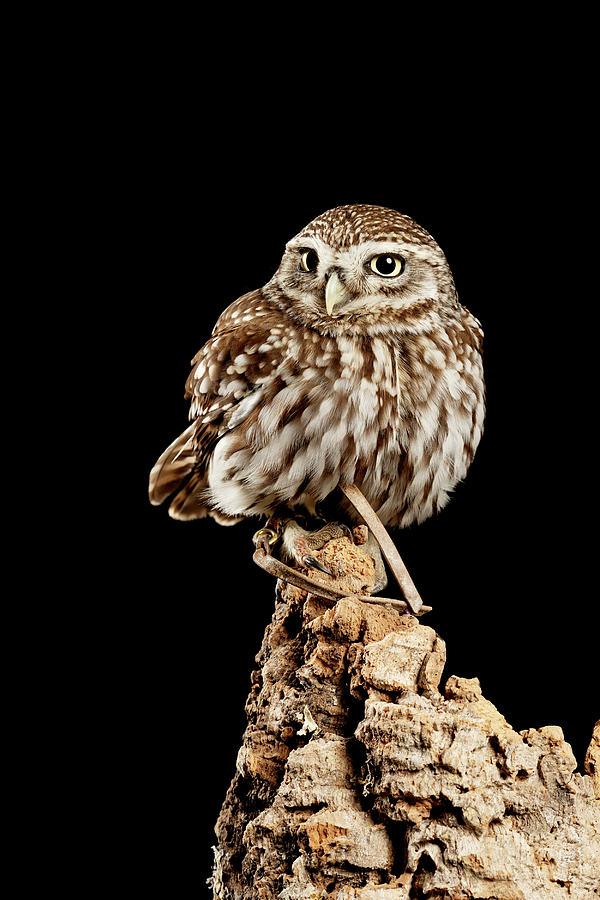 Stunning portrait of Little Owl Athena Noctua in studio setting ...