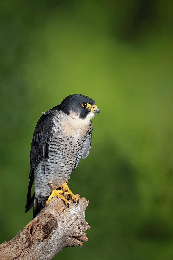 Wildlife Photograph - Stunning portrait of Peregrine Falcon Falco Peregrinus in studio by Matthew Gibson