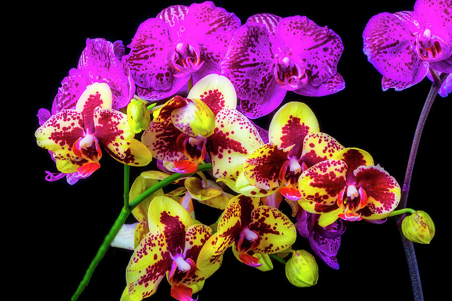 Stunning Purple Yellow Orchids Photograph by Garry Gay