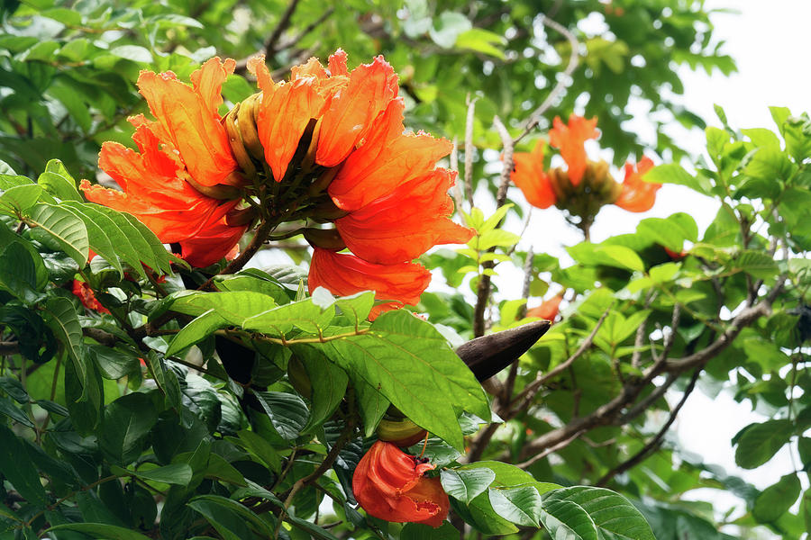 Stunning red flowers of the African Tulip Tree at a beach in New Caledonia by Daniela Constantinescu Stunning red flowers of the African Tulip Tree at a beach in New Caledonia by Daniela Constantinescu