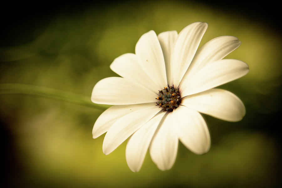Stunning Soft White Flower - Daisy Photograph by (c) Harold Lloyd