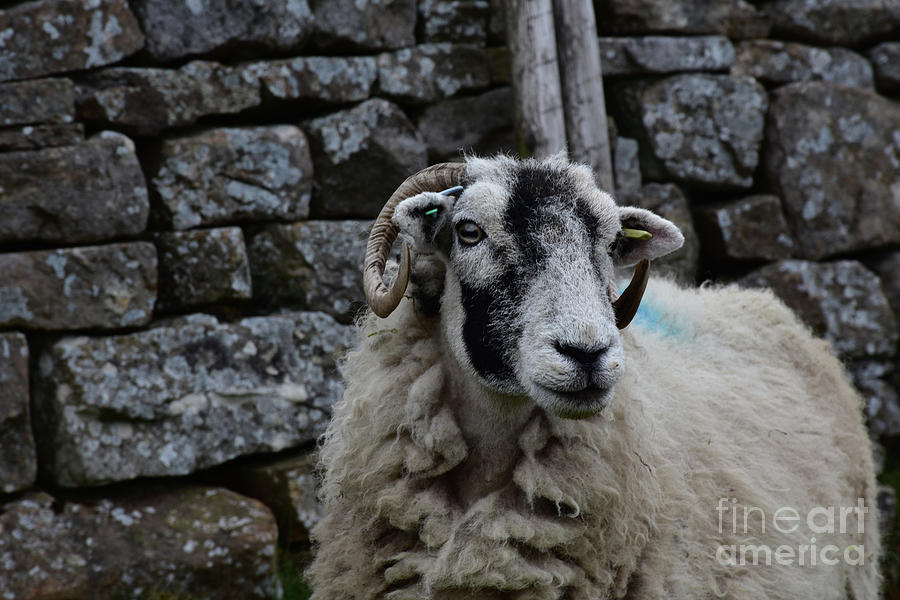 Stunning Swaledale Sheep in the Dales in Northern England Photograph by DejaVu Designs
