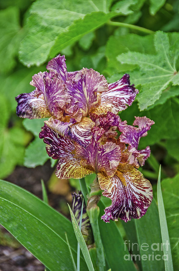 Stunning Variegated Iris Blossoms Photograph by Sue Smith