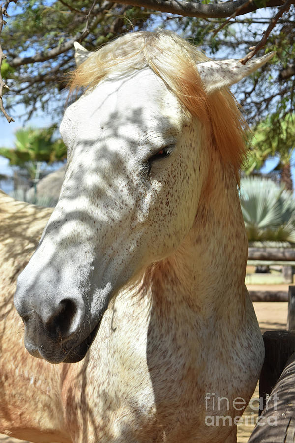 brown dapple horse