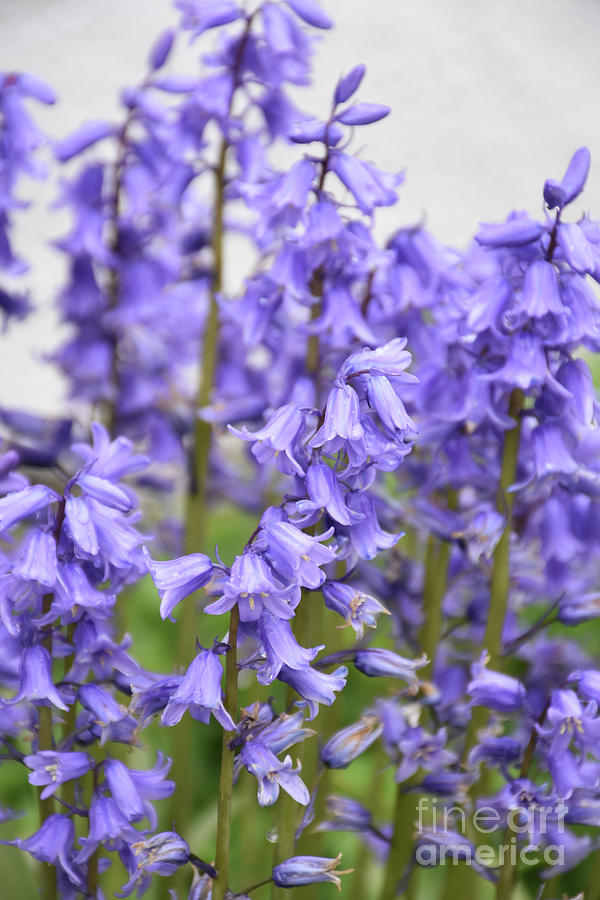 https://images.fineartamerica.com/images/artworkimages/mediumlarge/2/stunning-wild-bluebell-flowers-blooming-in-a-garden-dejavu-designs.jpg
