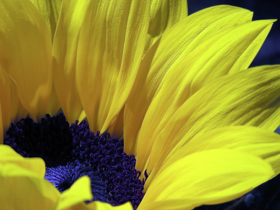 Stunningly Beautiful Sunflower Photograph by Johanna Hurmerinta