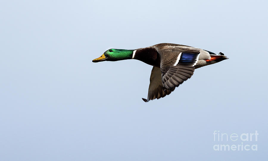 Stupor Duck Photograph by Sam Rino