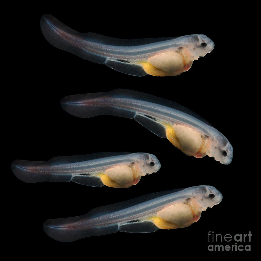 Offspring Photograph - Sturgeon Fingerling 9days Old 10mm by Kletr