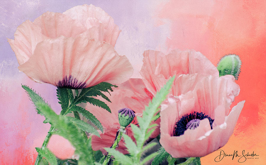 Flower Photograph - Stylish Poppies by Diane Schuster
