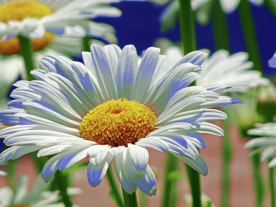 Stylized White Daisy Flower with Yellow Center Photograph by Lyuba Filatova