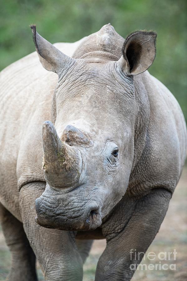 Sub-adult Bull White Rhino Photograph by Peter Chadwick/science Photo Library