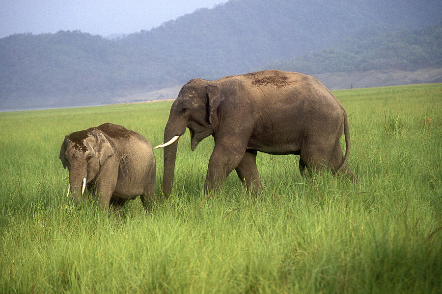 Sub Adult Elephants Photograph by Vijayamurthy S