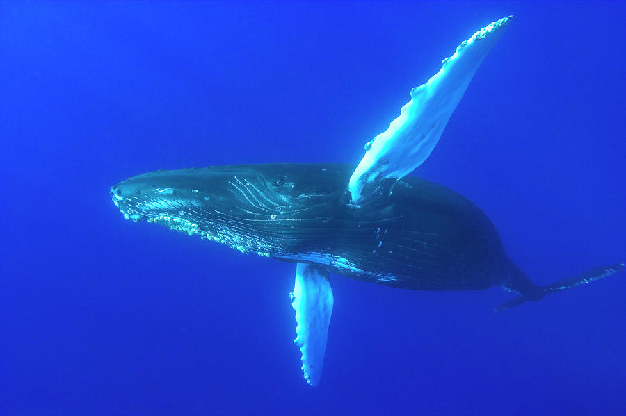 Sub Adult Humpback Whales,central Photograph by Stuart Westmorland ...