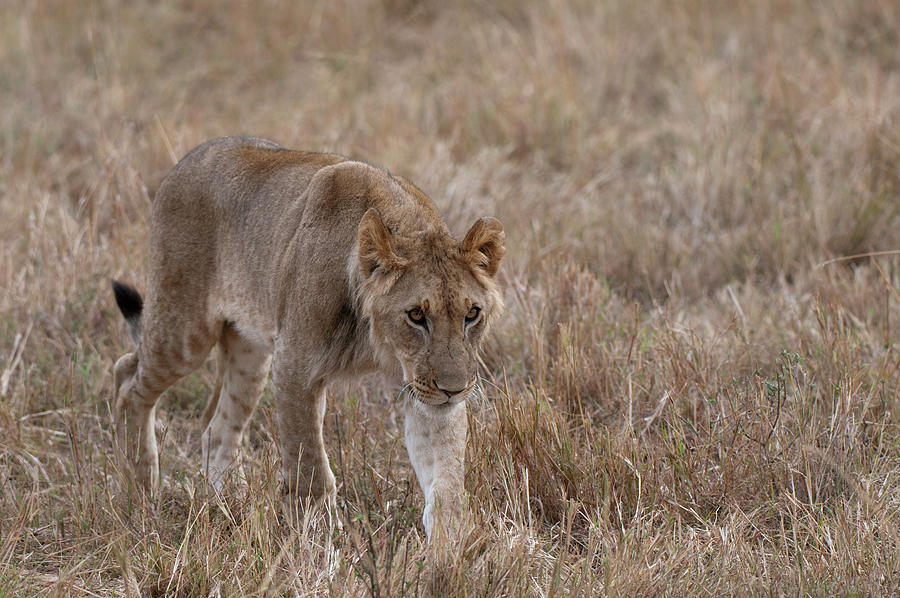 Sub Adult Lion (panthera Leo), Masai Mara, Kenya Digital Art by Delta ...