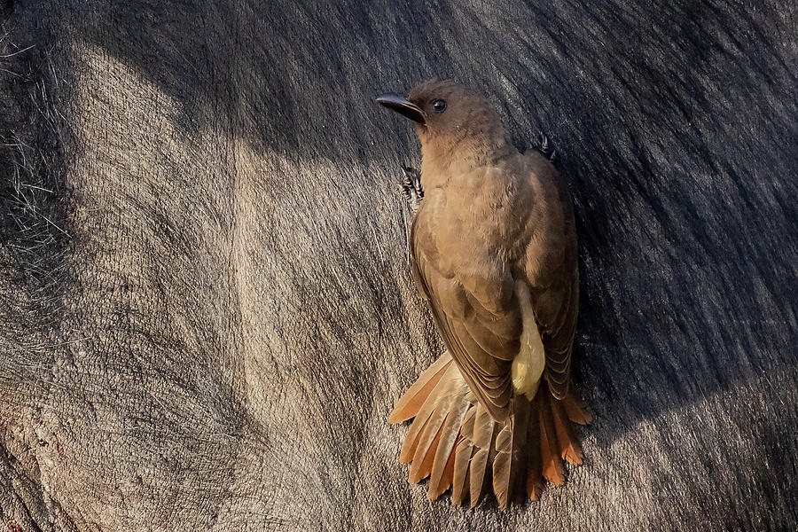 Sub Photograph - Sub-adult Yellow-billed Oxpecker On Cape Buffalo by Thomas Kallmeyer Sub Photograph - Sub-adult Yellow-billed Oxpecker On Cape Buffalo by Thomas Kallmeyer