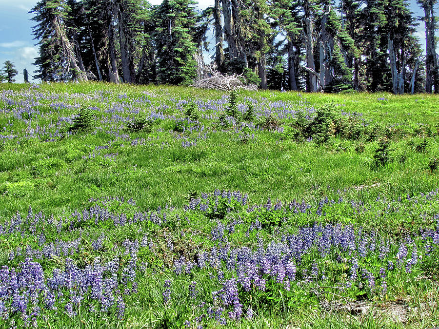 Subalpine Forest And A Flowered Mountain Meadow 2 - Olympic National ...