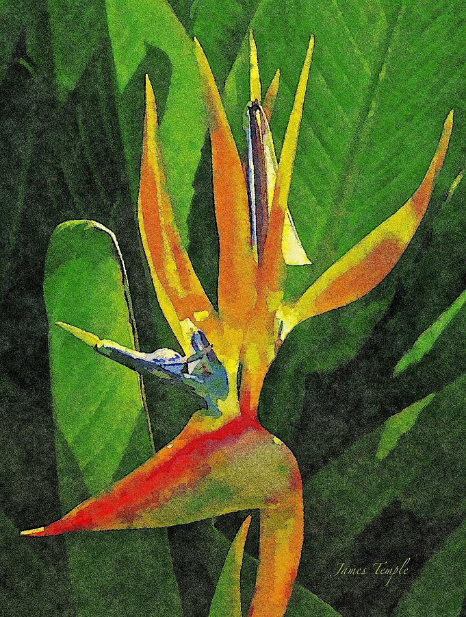 Bird Of Paradise Digital Art - Subject Paradise by James Temple