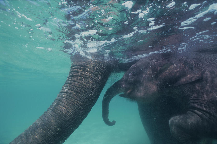 Submerged Indian Elephant Calf And Photograph by Volvox Volvox