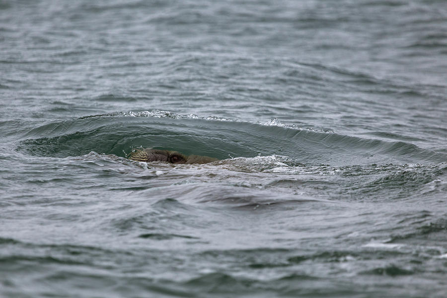 Submerging Walruses Photograph by Lauri Novak