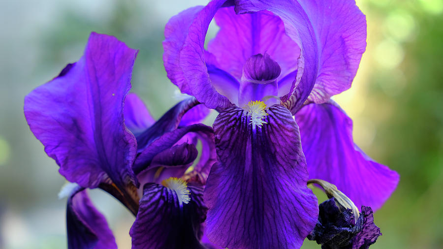 Subtle Iris by August Timmermans Subtle Iris by August Timmermans