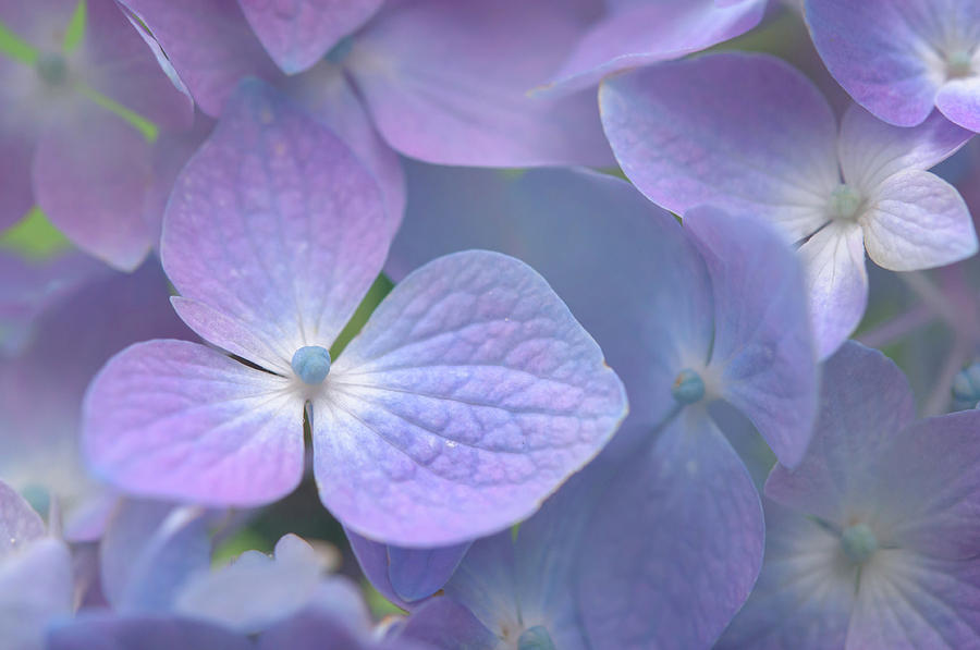 Subtle Violet Refrain 1 Photograph by Jenny Rainbow