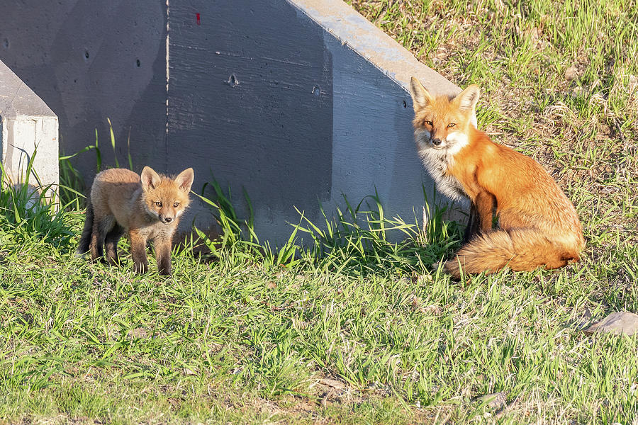 Suburban Vixen And Fox In The Suburbs Photograph