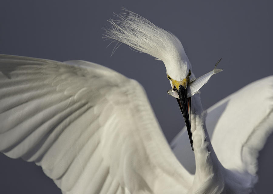 Egret Photograph - Success! by Fabs Forns