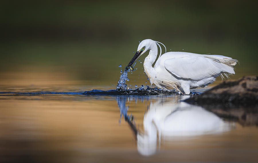 Heron Photograph - Success! by Magnus Renmyr