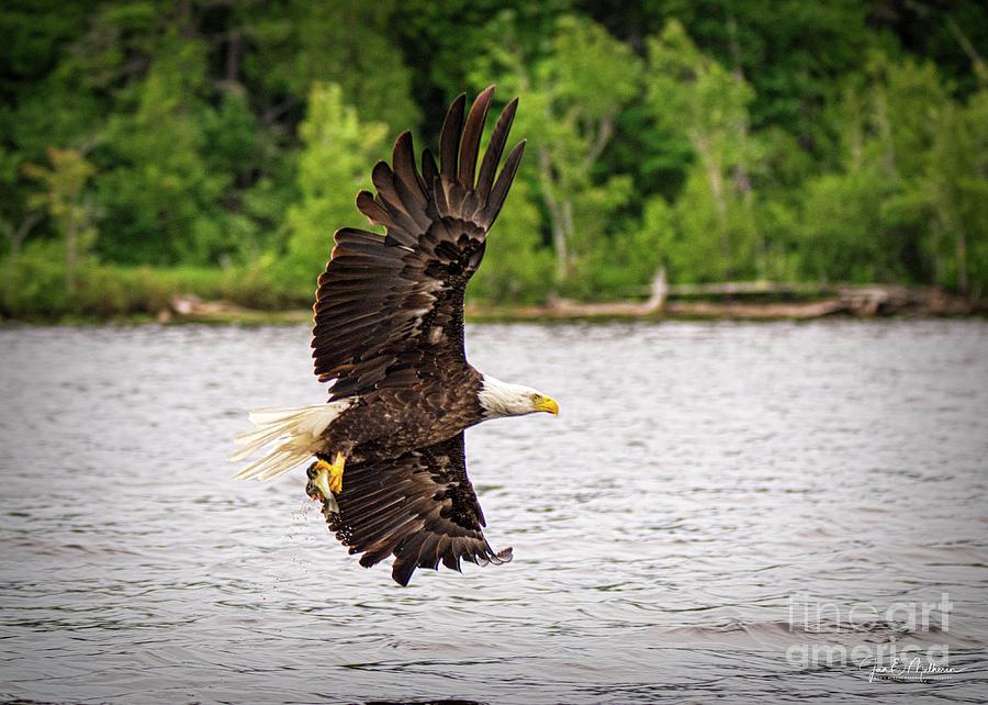 Successful Fishing - Bald Eagle Photograph